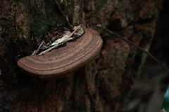 朽ちた木を糧に２