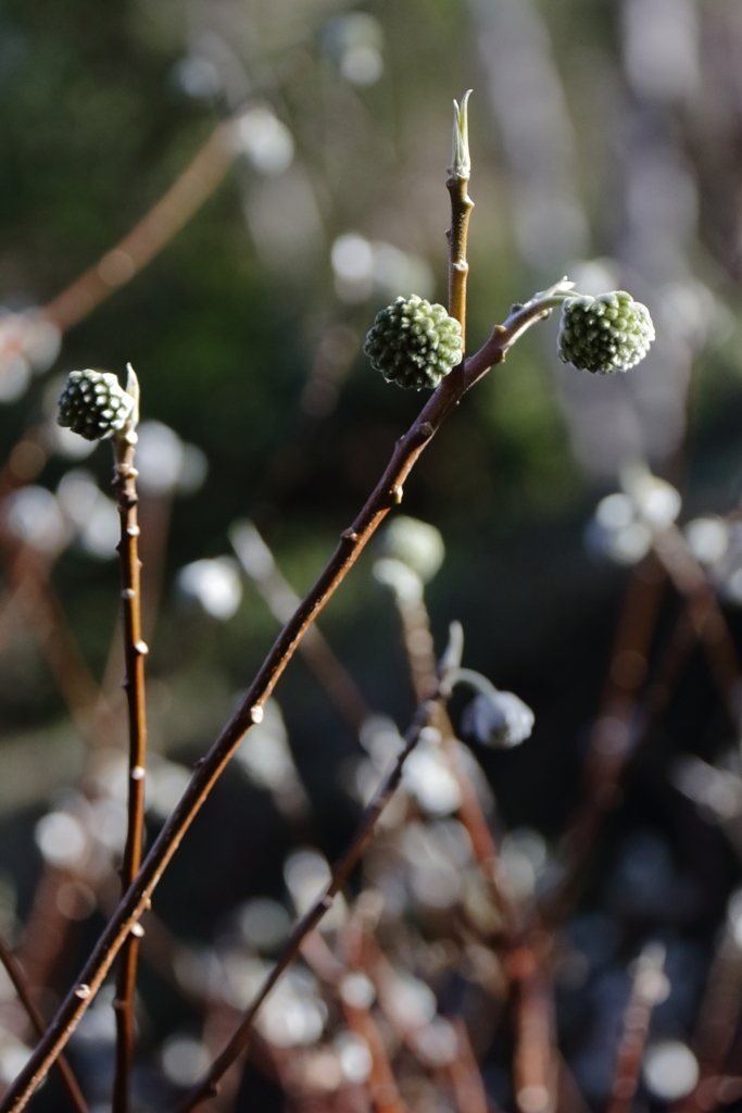 花散歩ミツマタ２