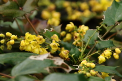 春　ヒイラギナンテン