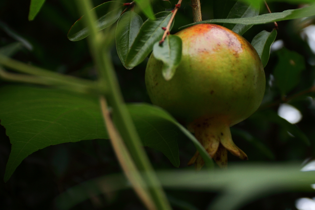 色づく柘榴