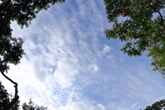 見上げれば秋空
