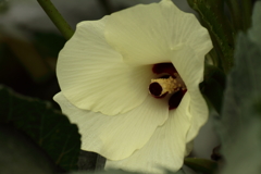 オクラ咲いて２