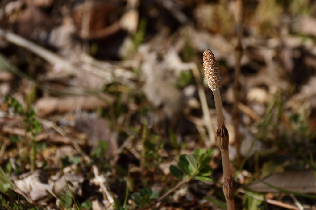 土筆目覚める３