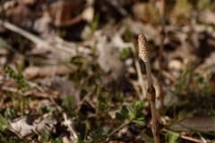 土筆目覚める３