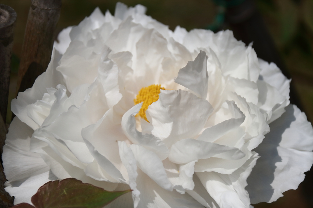 牡丹咲き始め１