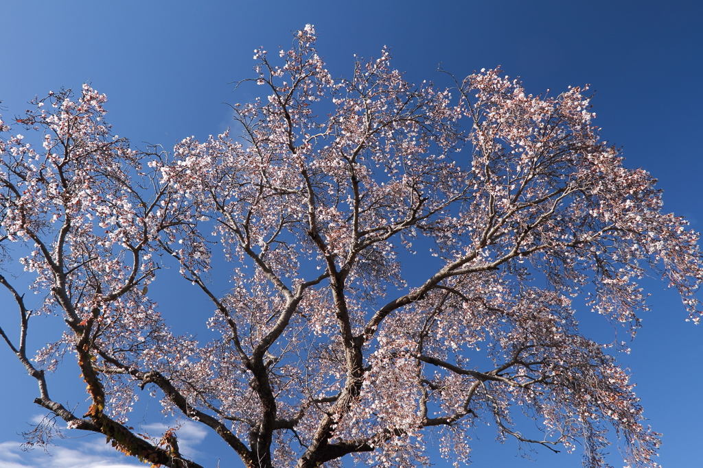 冬桜満開