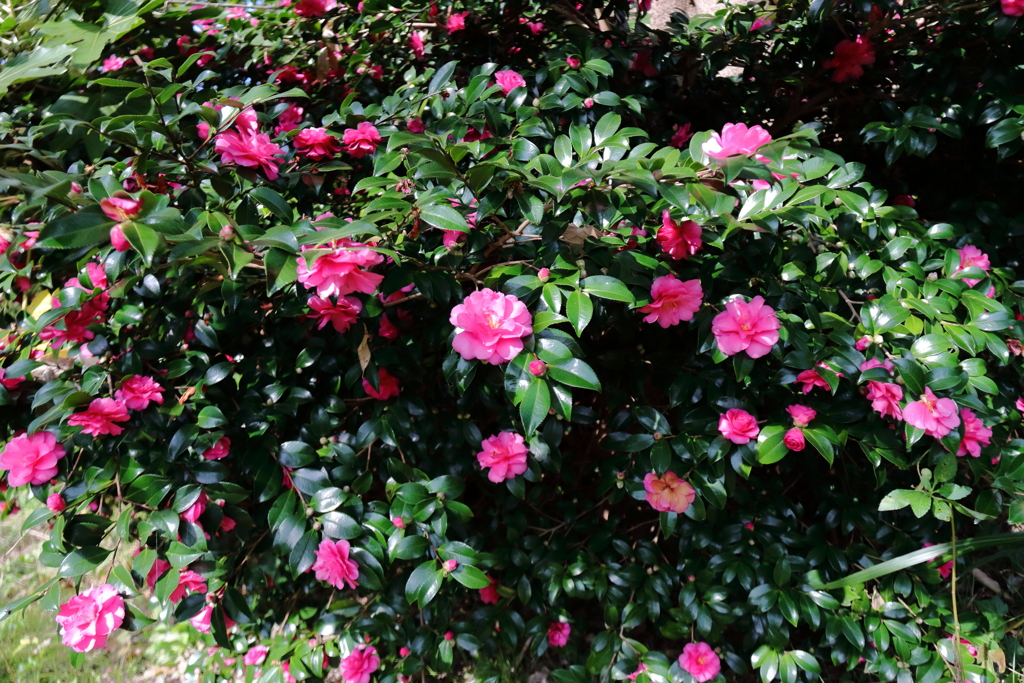 散歩道に咲くサザンカ1