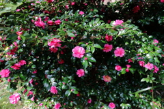 散歩道に咲くサザンカ1