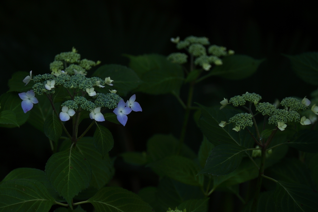 今年初めてのアジサイ１