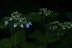 今年初めてのアジサイ１