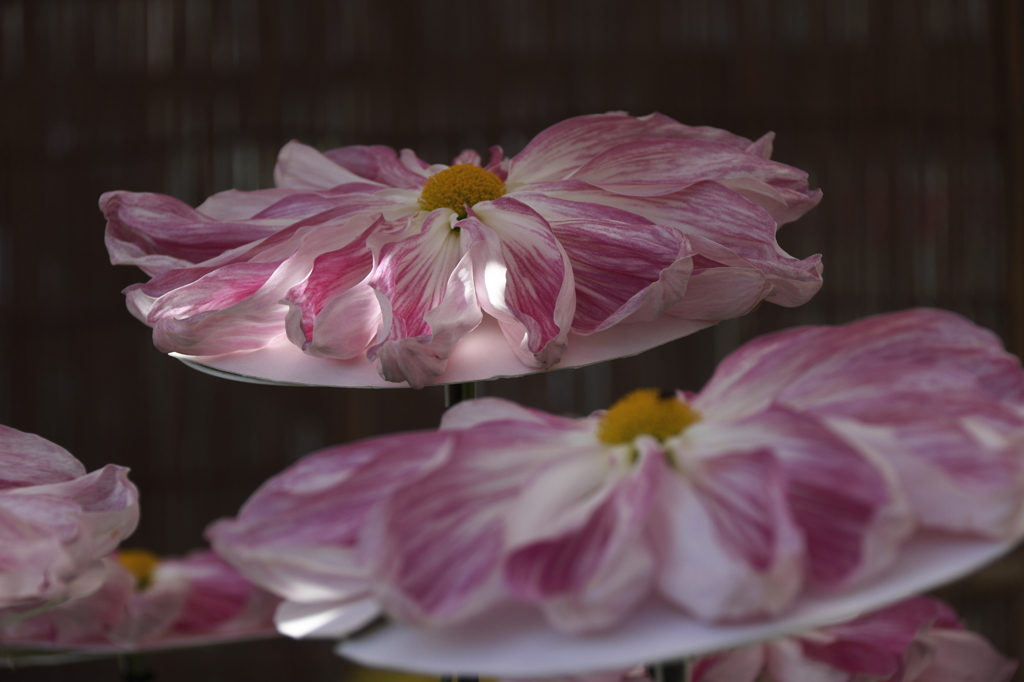 菊花展のスター達５