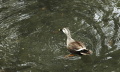 渦中のカモ