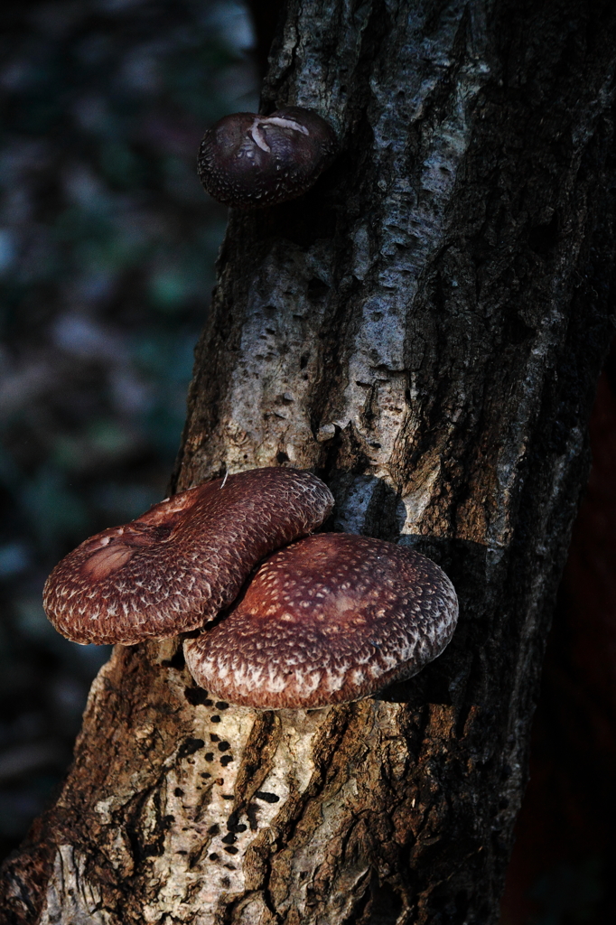 古民家農園のシイタケ２