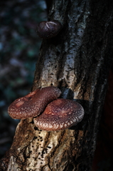 古民家農園のシイタケ２