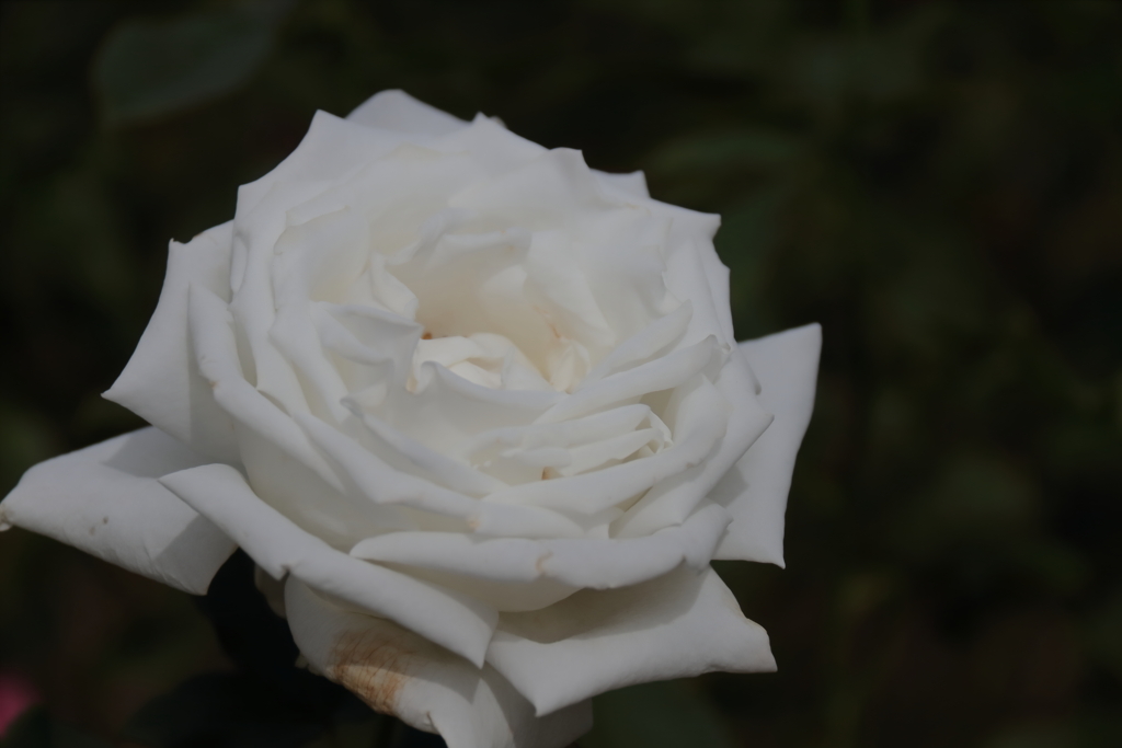 ヨハネパウロ2世