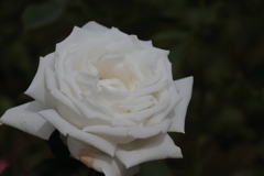 ヨハネパウロ2世