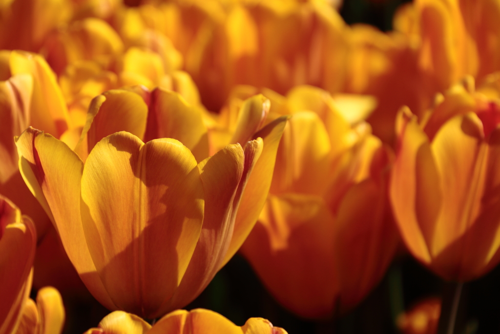 冬チューリップ　オレンジ１