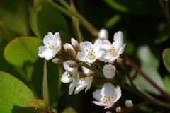 シャリンバイ１