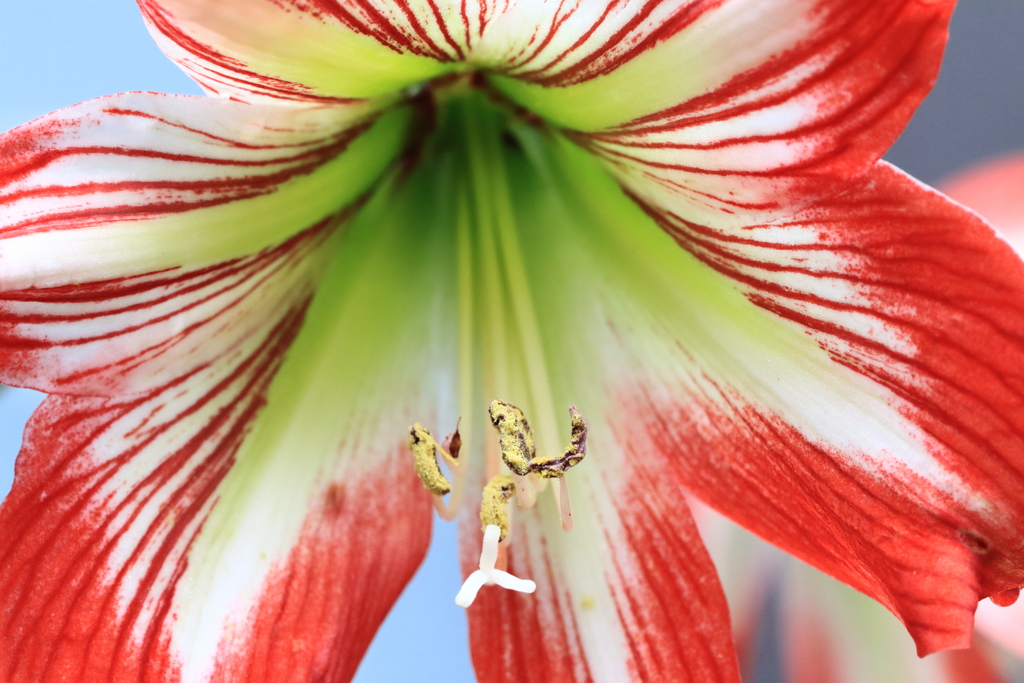鉢植えアマリリス３
