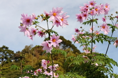 散歩道に咲く皇帝ダリア１