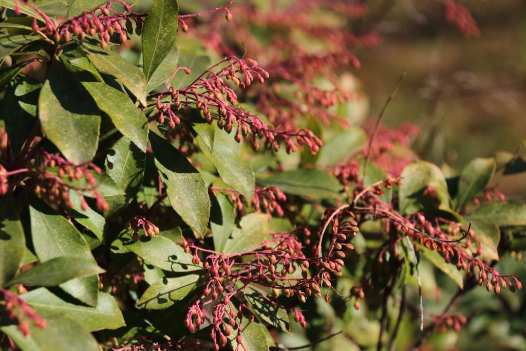 春を待つ　アセビ