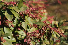 春を待つ　アセビ