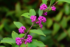 秋、コムラサキ