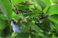 花散歩コブシの実１