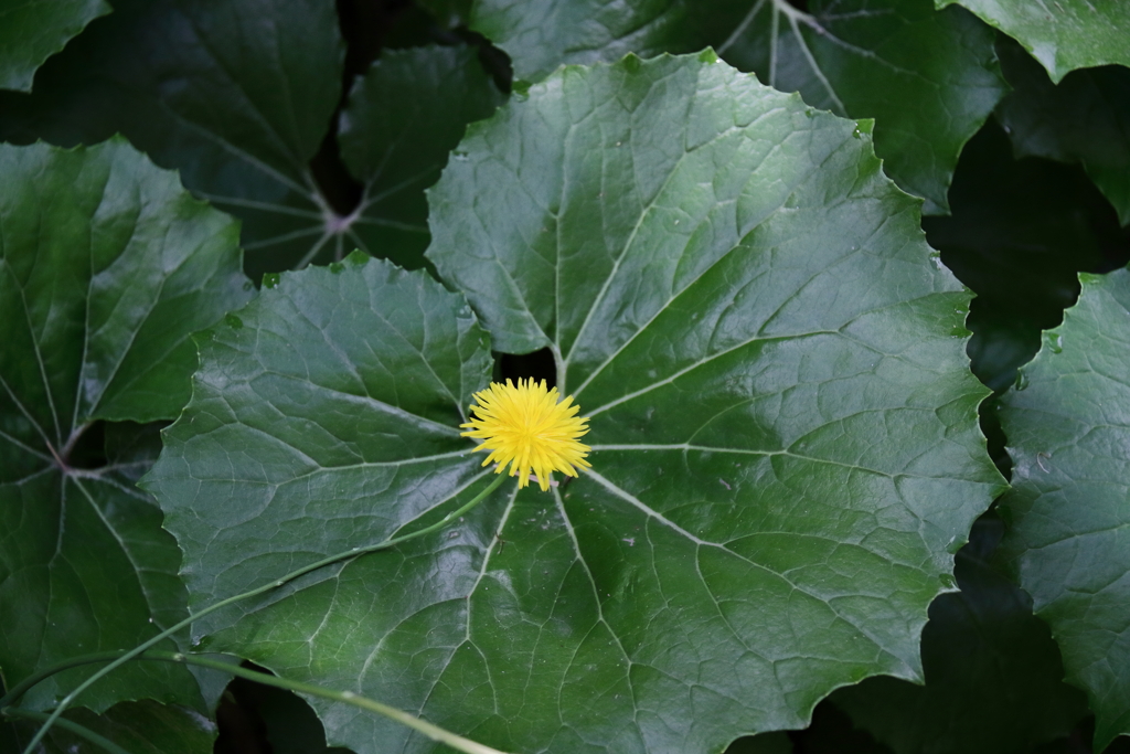 ハイブリットな光景
