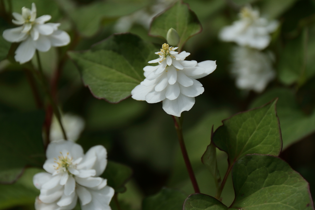 八重ドクダミ１