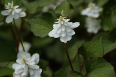 八重ドクダミ１