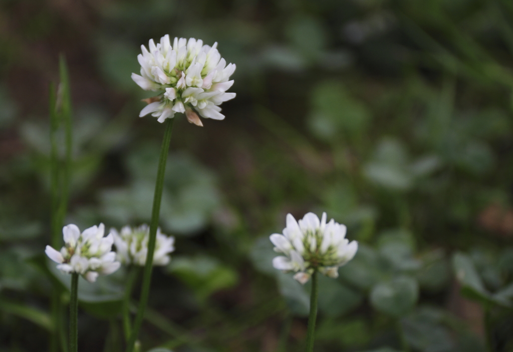 散歩道の花　シロツメグサ