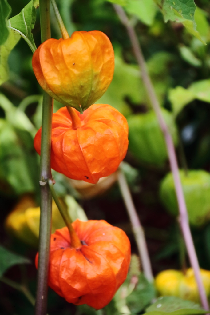 花散歩ホオズキ