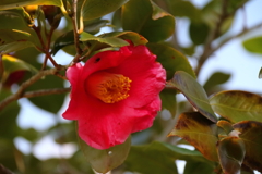花散歩やぶつばき１