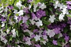 花散歩ニオイバンマツリ２