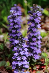 花散歩セイヨウジュウニヒトエ１