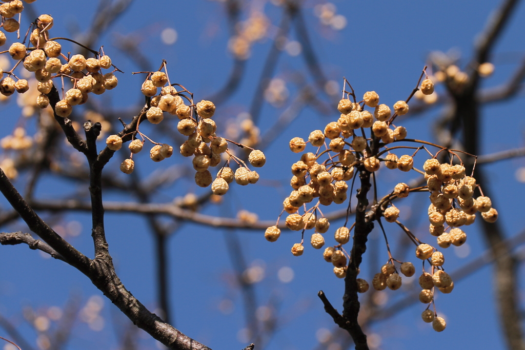 栴檀(せんだん)鈴なり