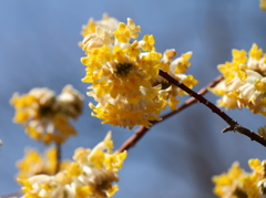 春巡り来て４　(ミツマタ)