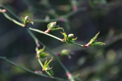 新芽から蕾へ１