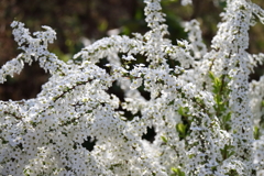 花散歩ユキヤナギ5
