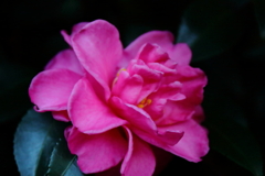 花散歩山茶花３