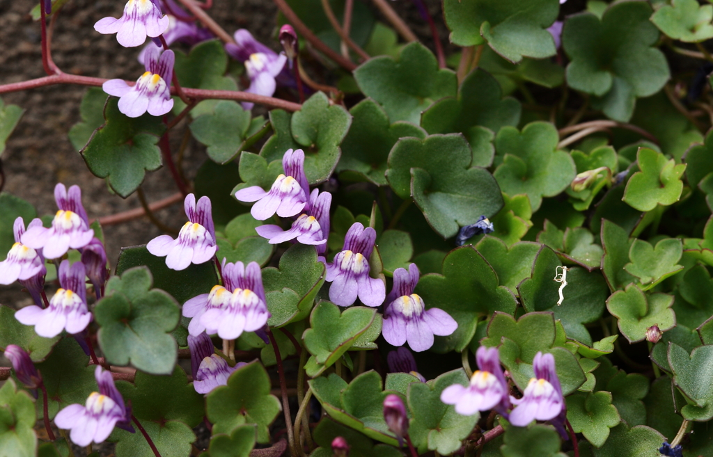 散歩道に咲く　ツタバウンラン