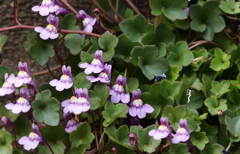 散歩道に咲く　ツタバウンラン