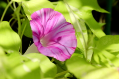 江戸変化朝顔２