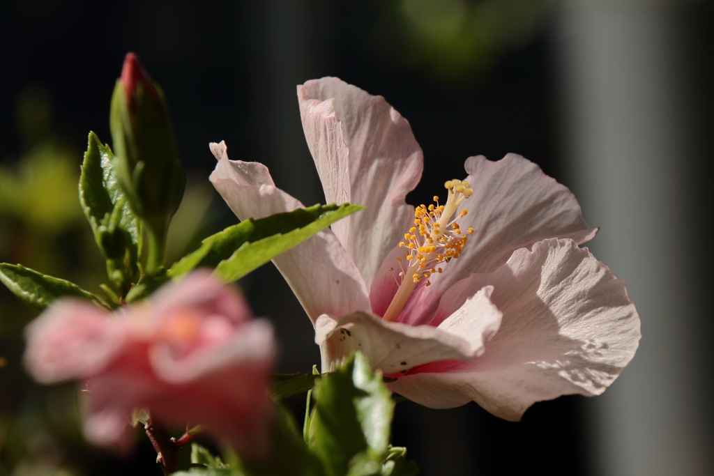 ハイビスカス１