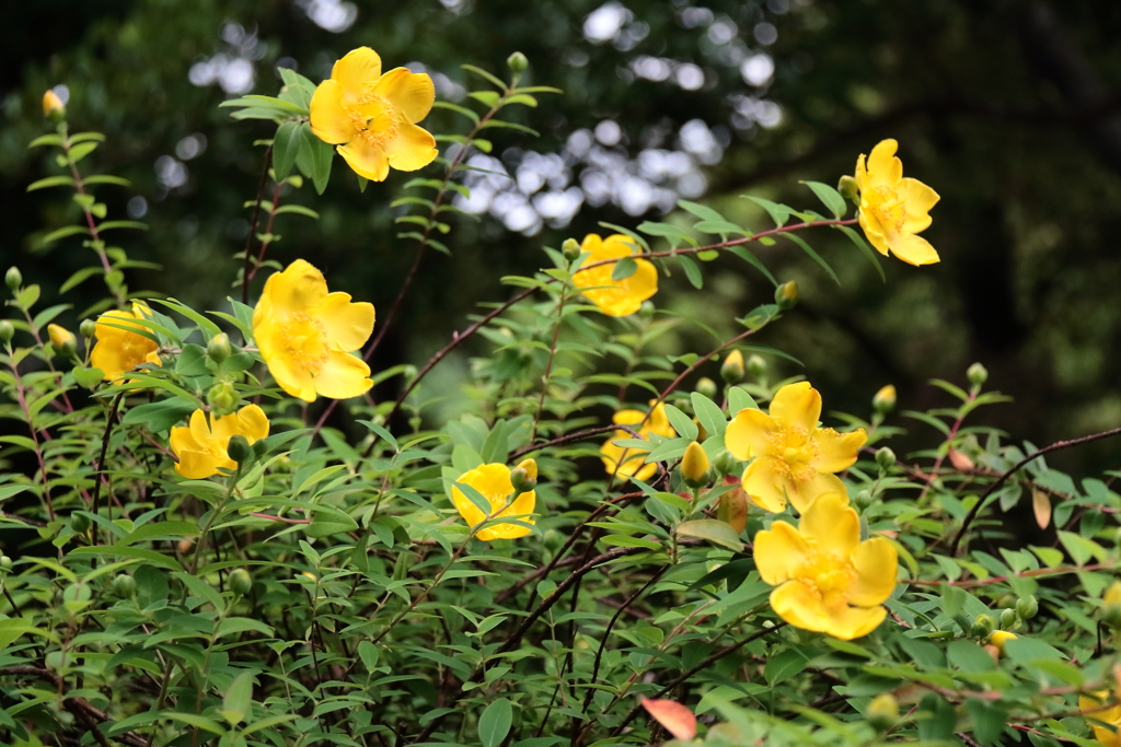 花散歩キンシバイ２