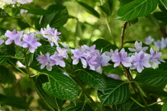 花散歩紫陽花４