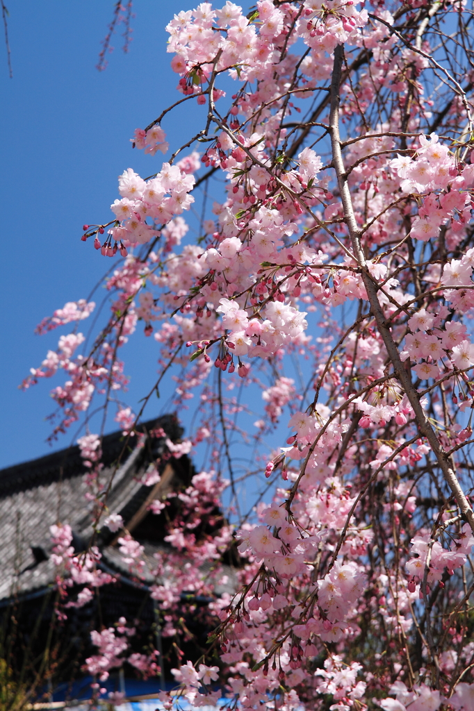 枝垂れ桜近景