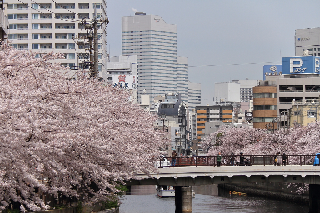 橋と満開桜風景１
