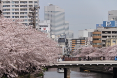 橋と満開桜風景１